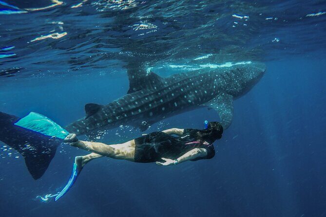 Whale Shark Encounter Full-Day all inclusive Tour from Riviera Maya - The 6:00am Pickup and Punta Sam Morning: Comfort Matters