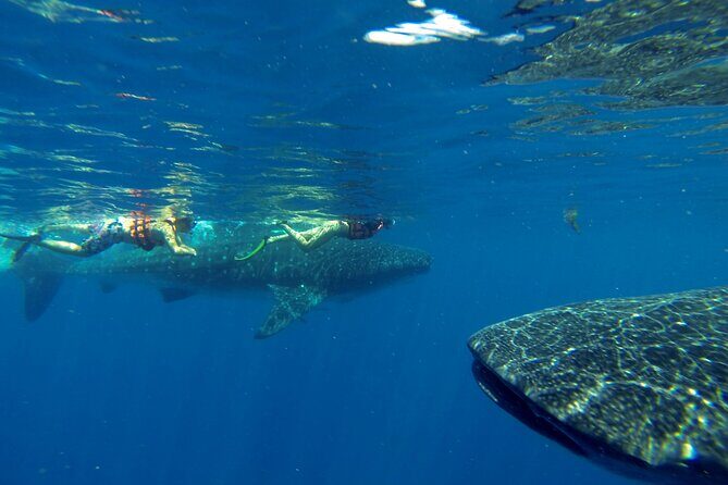 Whale Shark Encounter Full-Day all inclusive Tour from Riviera Maya - Isla Mujeres and Playa Norte Lunch: The Post-Swim Reset