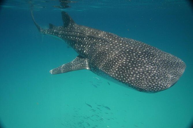Whale Shark Encounter Full-Day all inclusive Tour from Riviera Maya - The Boat Ride Back: Seasickness, Sun, and Staying Sane