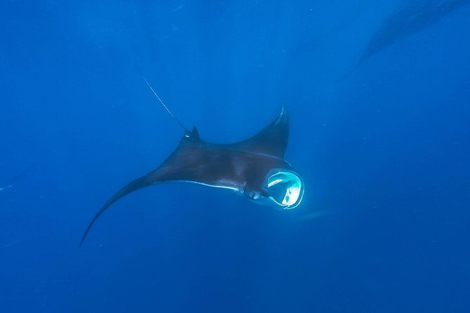 Whale Shark Encounter Full-Day all inclusive Tour from Riviera Maya - Wildlife Adds Spice: Dolphins, Manta Rays, and Turtle Spotting