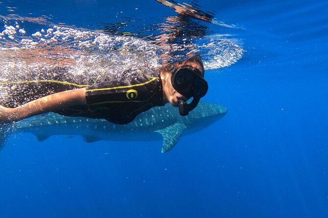 Whale Shark Encounter Full-Day all inclusive Tour from Riviera Maya - Breakfast to Boats: Getting Ready for Whale Shark Conditions