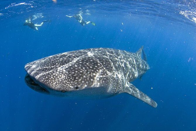 Whale shark encounter Private tour - swim with whale shark cancun - Key Things I’d Plan Around