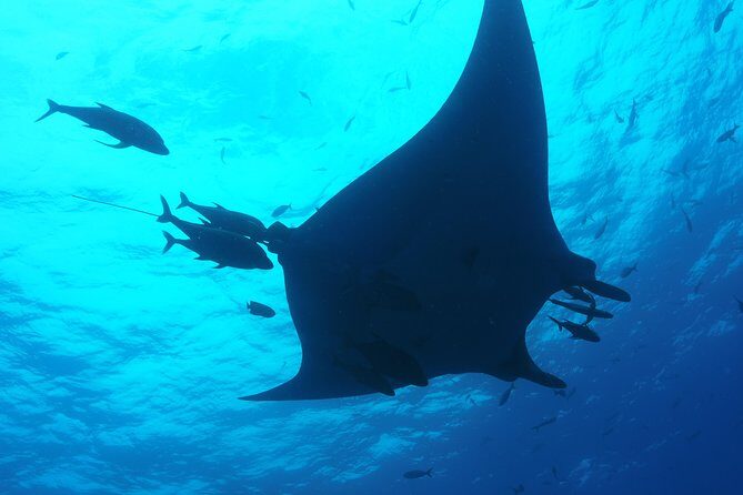 Whale shark encounter Private tour - swim with whale shark cancun - Whale Sharks, Plus Real-Time Marine Spotting