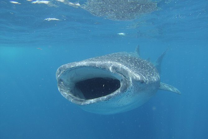 Whale shark encounter Private tour - swim with whale shark cancun - The Crew: Names You Might See and What They Usually Do Well