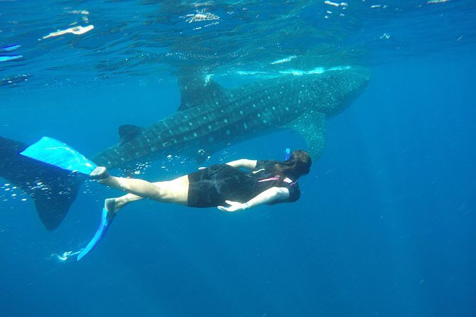 Whale shark encounter Private tour - swim with whale shark cancun - Isla Mujeres: Lunch and Playa Norte Time