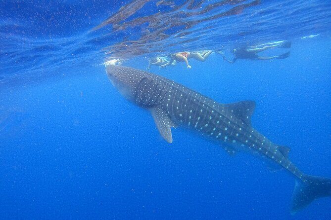 Whale Shark Group Adventure from Isla Holbox - Quick hits on the Holbox whale shark group adventure