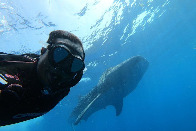 Whale Shark Group Adventure from Isla Holbox - Whale sharks in the Gulf: why this Holbox trip feels worth the effort