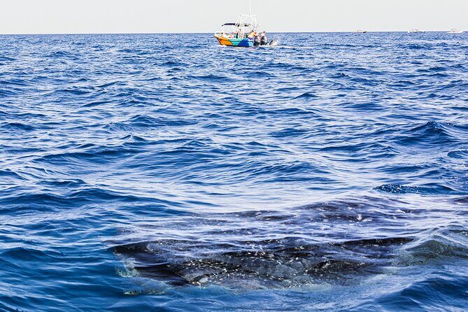Whale Shark Group Adventure from Isla Holbox - Yum Balam Reserve and Punta Mosquito: what those stops mean for your day