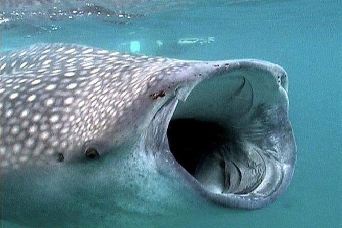 Whale Shark Group Adventure from Isla Holbox - Meeting point and the early start near the ferry pier