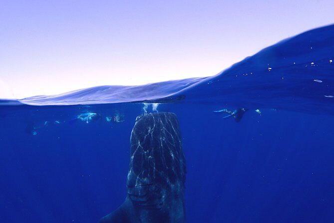 Whale Shark & Manta Ray Snorkel -(May-Sept) Only 10pp per Boat - Small-Boat Format with a 10-Person Cap: The Real Value