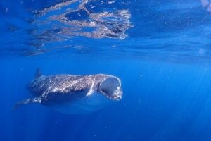 Whale Shark & Manta Ray Snorkel -(May-Sept) Only 10pp per Boat - The Morning Flow: Meeting at Aqua Adventures and Rolling Out