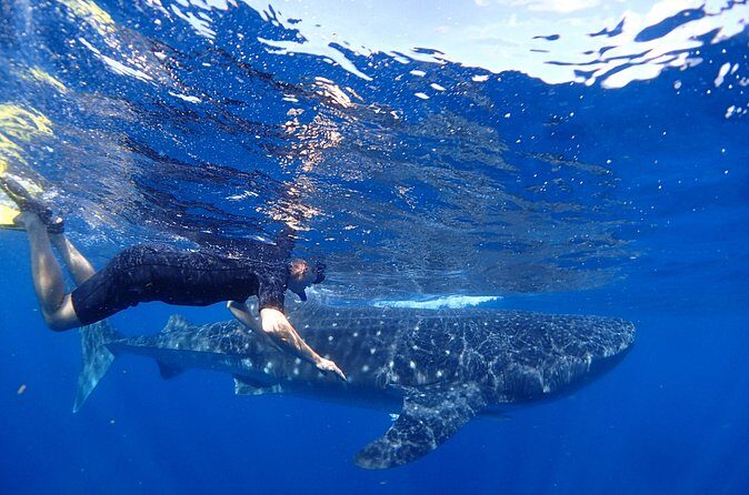 Whale Shark & Manta Ray Snorkel -(May-Sept) Only 10pp per Boat - The Boat Ride to the Pod: Scanning, Navigation, and Sea Conditions