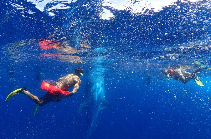 Whale Shark & Manta Ray Snorkel -(May-Sept) Only 10pp per Boat - Wildlife Bonuses on the Return Trip: Dolphins, Sea Turtles, and Birds