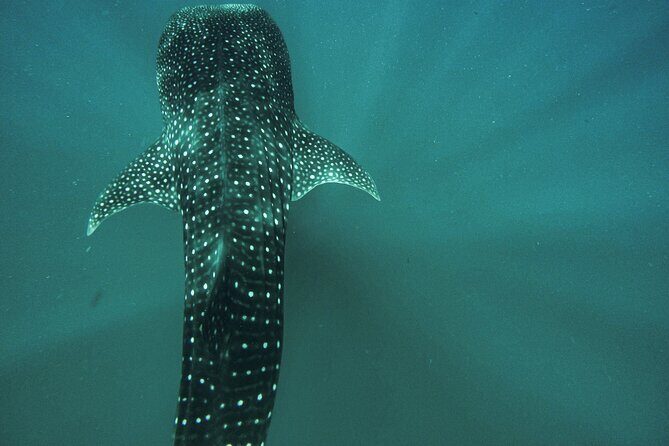 Whale Shark & Sea Lion Snorkeling Picnic at Espiritu Santo Island - Key Points Worth Noticing