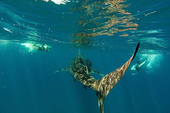 Whale Shark & Sea Lion Snorkeling Picnic at Espiritu Santo Island - Whale Shark and Sea Lion Encounters, Plus Espiritu Santo Lunch