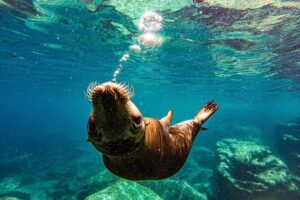 Whale Shark & Sea Lion Snorkeling Picnic at Espiritu Santo Island - The Real-World Logistics: 7:15am Start, Private Boat, and Up to 8 People