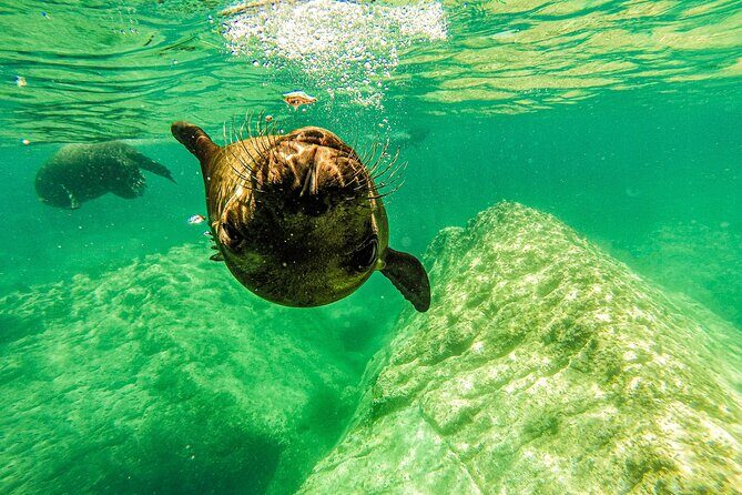 Whale Shark & Sea Lion Snorkeling Picnic at Espiritu Santo Island - Snorkeling With Whale Sharks: What You’ll Notice and What to Plan For