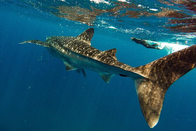 Whale Shark & Sea Lion Snorkeling Picnic at Espiritu Santo Island - Who Should Book This Tour (and Who Might Skip It)