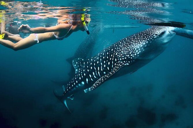 Whale-Shark Snorkeling Excursion to La Paz - Why This Whale-Shark Snorkeling Day Starts With Cabo’s 6:00 AM Push