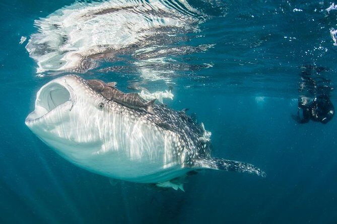 Whale-Shark Snorkeling Excursion to La Paz - Cabo Trek to La Paz: The Minibus Ride That Turns Into Real Excitement