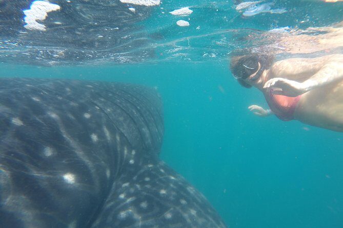 Whale-Shark Snorkeling Excursion to La Paz - Snorkeling Near Whale Sharks: What It Feels Like and How to Stay Comfortable