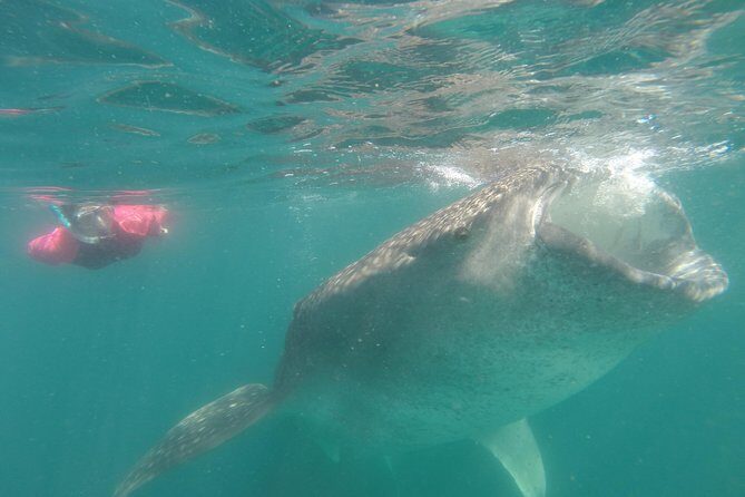 Whale-Shark Snorkeling Excursion to La Paz - Cabo Trek’s Included Equipment: Why This Matters for Value