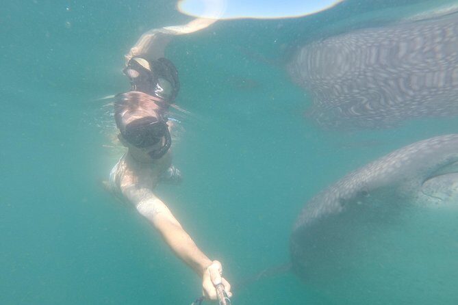 Whale-Shark Snorkeling Excursion to La Paz - Lunch Back at Shore: Taco and Quesadilla Fuel After Salt Air