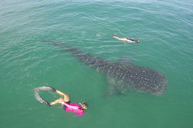 Whale-Shark Snorkeling Excursion to La Paz - Todos Santos Stop: A Quick Pueblo Magico Moment Without the Long Detour