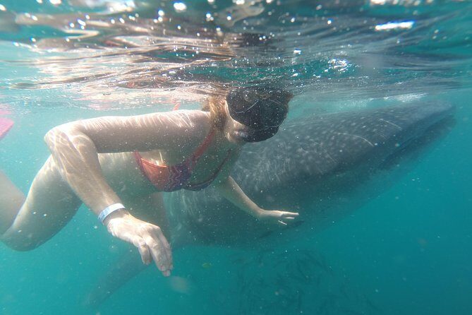 Whale-Shark Snorkeling Excursion to La Paz - Price and Value: Is $349 Worth It?