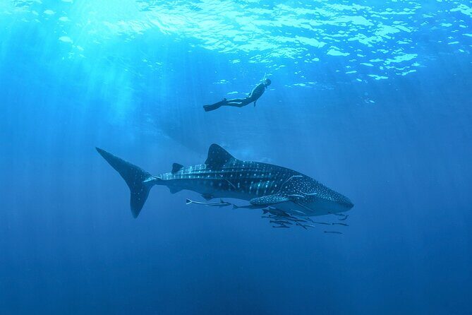 Whale Shark Snorkeling Experience from Cancun and Riviera Maya - Quick Reality Check Before You Go