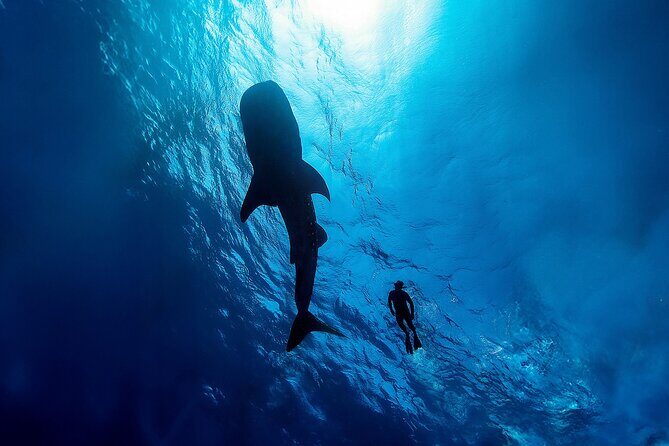 Whale Shark Snorkeling Experience from Cancun and Riviera Maya - Key Points I’d Plan Around