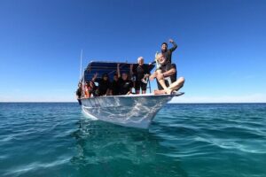 Whale Shark Snorkeling Experience from Cancun and Riviera Maya - The Morning Start: Timing, Pickup, and What to Expect