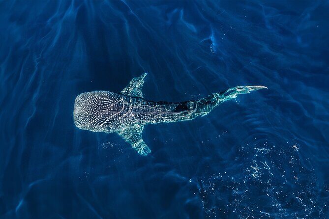Whale Shark Snorkeling Experience from Cancun and Riviera Maya - Safety First: Who Can Join and What You Need to Be Ready For