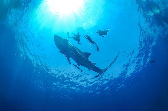 Whale Shark Snorkeling Experience from Cancun and Riviera Maya - The Human Touch: Guides Who Keep the Day Feeling Manageable
