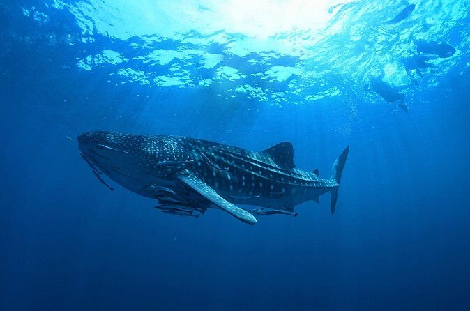 Whale Shark Snorkeling Experience from Cancun and Riviera Maya - Boat Ride Reality: Comfort, Time, and How to Set Yourself Up