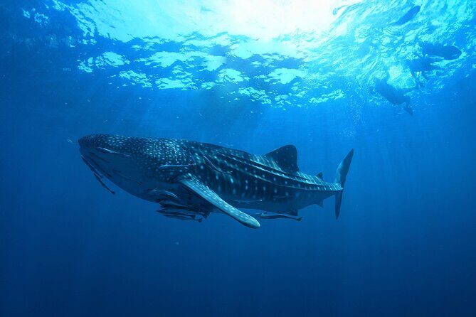 Whale Shark Snorkeling Experience from Cancun and Riviera Maya - Isla Mujeres Lunch Stop: More Than a Break From the Boat