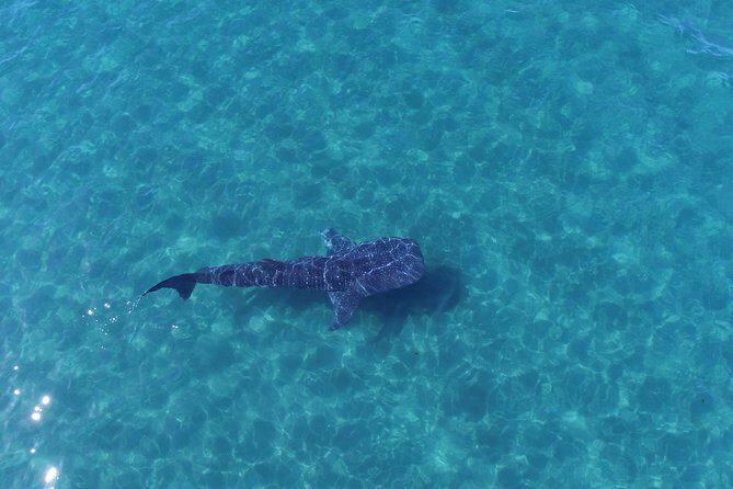 Whale Shark snorkeling tour in a reduced group with local marine biologist - Meeting Topete 125: how the tour gets you ready fast