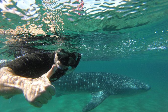 Whale Shark snorkeling tour in a reduced group with local marine biologist - The boat and ride: expect real sea conditions