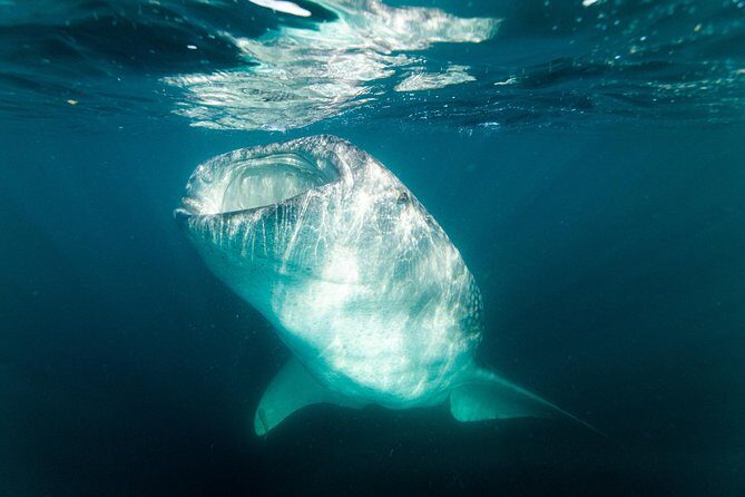 Whale Shark snorkeling tour in a reduced group with local marine biologist - Price and value: why $190.77 can make sense here