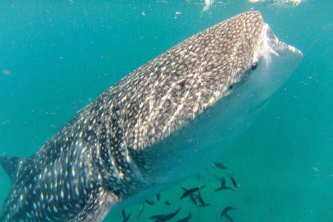 Whale Shark Swim Adventure in La Paz - Key Things I’d Pay Attention To