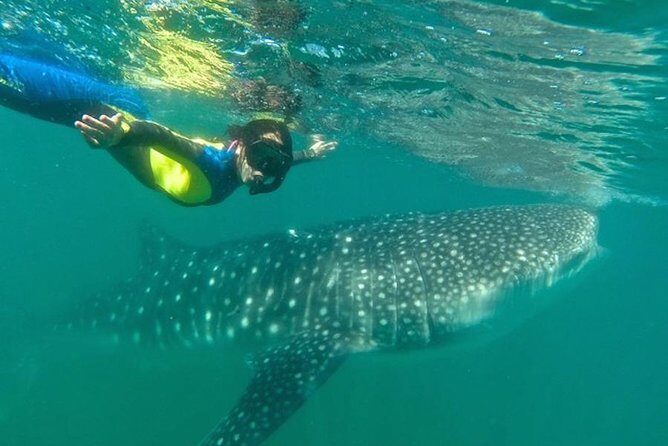 Whale Shark Swim Adventure in La Paz - Marina ASIPONA Check-in and Meeting Your Guide in English