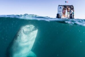Whale Shark Swim Adventure in La Paz - Sea of Cortez Snorkeling: How the Whale Shark Encounter Actually Plays Out