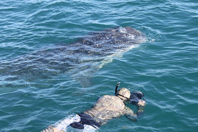 Whale Shark Swim Adventure in La Paz - Staying Close Without Touching: Safety Rules You’ll Follow in the Water
