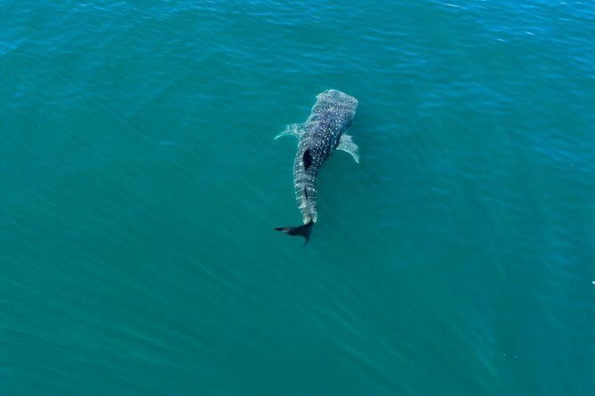 Whale Shark Swim Adventure in La Paz - Boat Time, Cold Water, and Why Snacks Matter