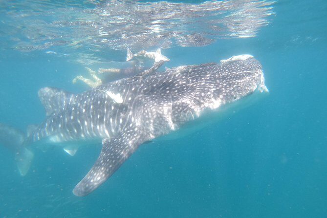 Whale Shark Swim Adventure in La Paz - Price and Value: What $110 Covers and What Costs Extra
