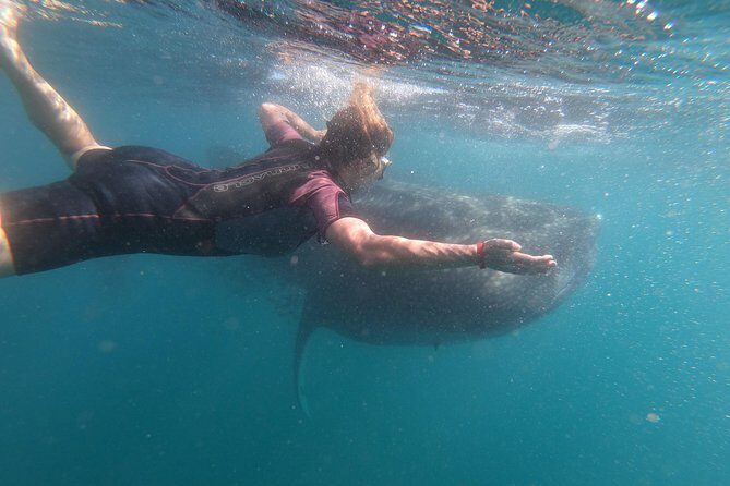 Whale Shark Swim Adventure in La Paz - Who This Whale Shark Swim Fits Best (and Who Might Skip)