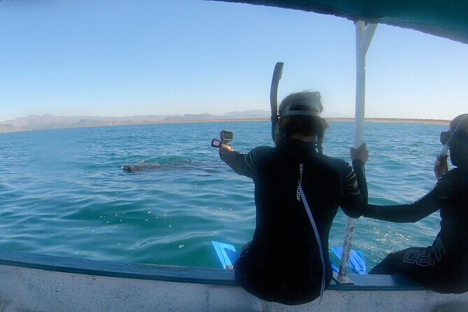 Whale Shark Swimming Adventure: Small Group with Marine Biologist - Whale Shark Protected Area Swim in La Paz: The 4-Hour Flow