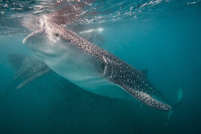 Whale Shark Swimming Adventure: Small Group with Marine Biologist - 11:00 AM Meet-Up at Mutualismo: Gear Up Without Missing the Start