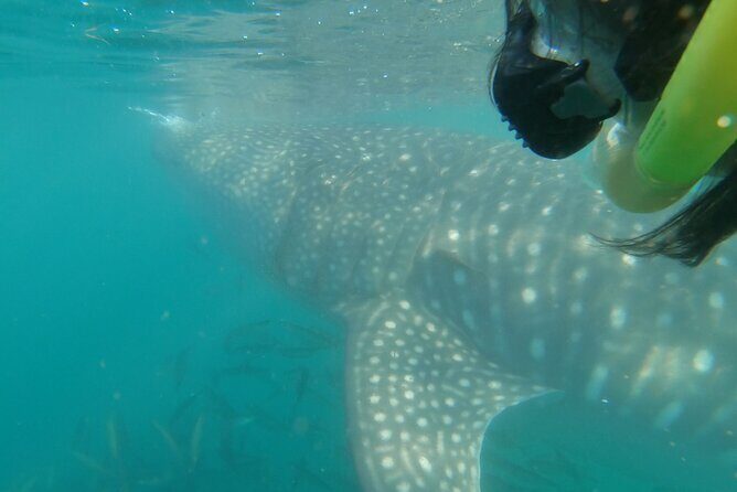 Whale Shark Swimming Adventure: Small Group with Marine Biologist - Price and Value: Is $208.78 Worth It