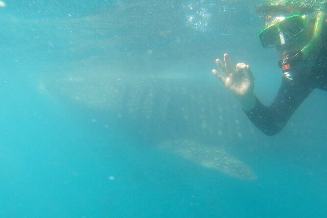 Whale Shark Swimming Adventure: Small Group with Marine Biologist - Who This Whale Shark Swim Suits Best (And Who Might Want a Backup Plan)